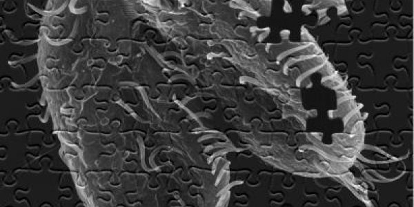 Single-Celled Organism Smashes And Rebuilds Its Own Genome