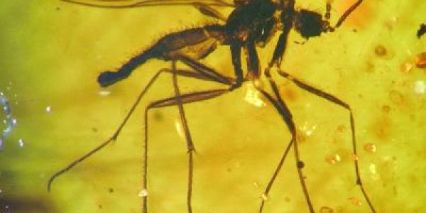 Ancient Mystery: European Mosquitos Trapped In Asian Amber