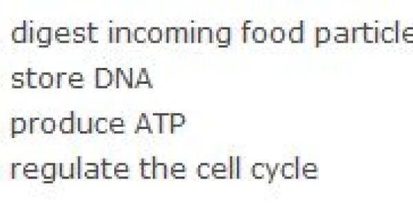 Mitochondria As Regulators Of The Cell Cycle