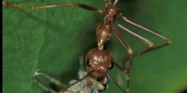 Timid Jumping Spider Uses Ant As Bodyguard