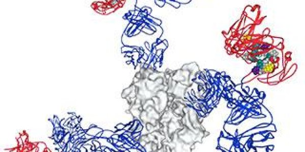 Toward A Universal Flu Vaccine