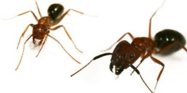 Brain Vs. Brawn In Carpenter Ants: A Chromatin Epigenetic Tale