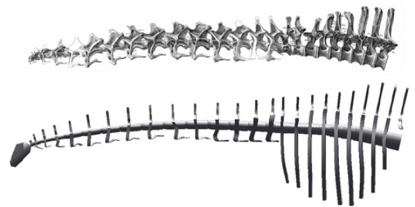 Apatosaurus Louisae And Other Dinosaur Masses Mistakenly Supersized, Says Study