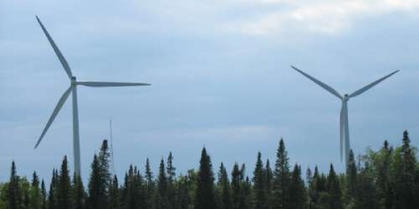 Wind Turbine Or Tree? Bats Can't Tell