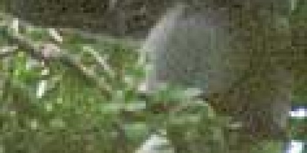 Huge Endangered Monkey Population Discovered In Cambodia