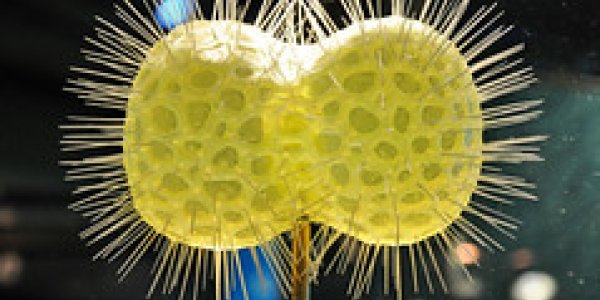 Cambrian Clock: Radialarian Ooze