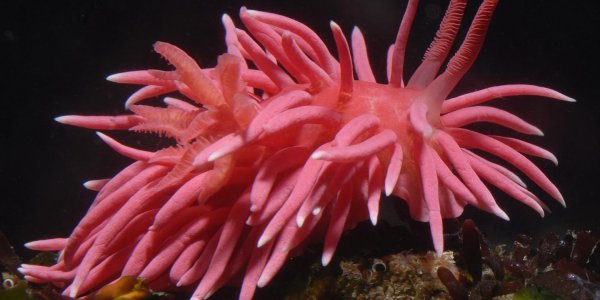 Have Warming Seas Caused Skyrocketing Sea Slug Populations?
