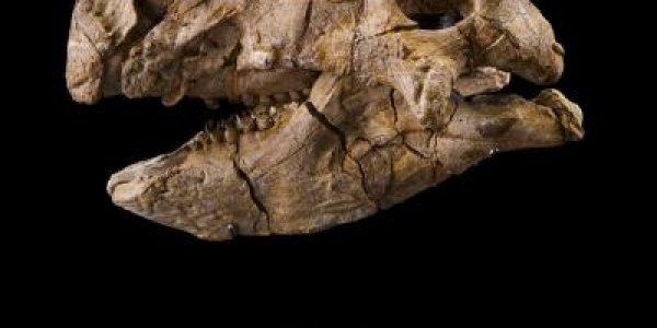 Psittacosaurus Gobiensis - New Dinosaur Discovered In Gobi Desert