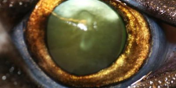 Photon Hunting In The Mesopelagic Twilight Zone