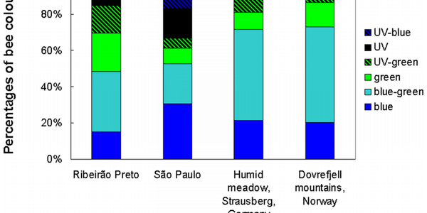 Flowers And Color: How The Bees Sees Ultravioletly