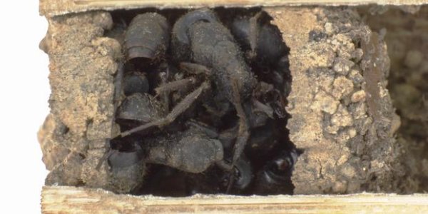 Bone House: Species Of Wasps Protects Its Home Using Bodies Of Dead Ants