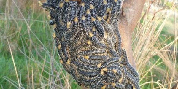 Insects Also Prize Good Leadership