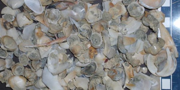 The Echo Of Mass Extinction From 65 Million Years Ago