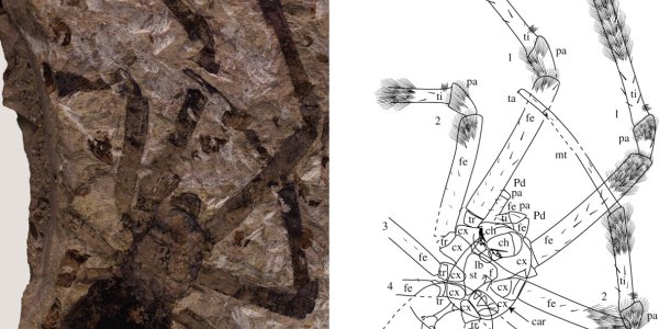 Nephila Jurassica: 165-Million-Year-Old Giant Spider Fossil
