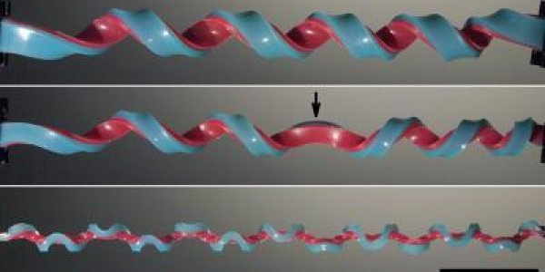 Hemihelix: Engineers Discover Perversion Of Nature Using Rubber Bands