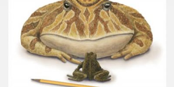 Beelzebufo - Giant Frog From Hell Ate Baby Dinosaurs