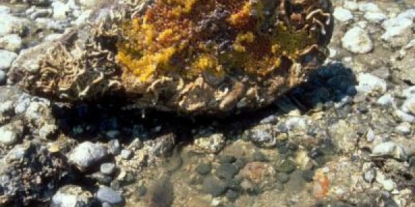 Midshipman Fish Apparently Has A Sexy Voice