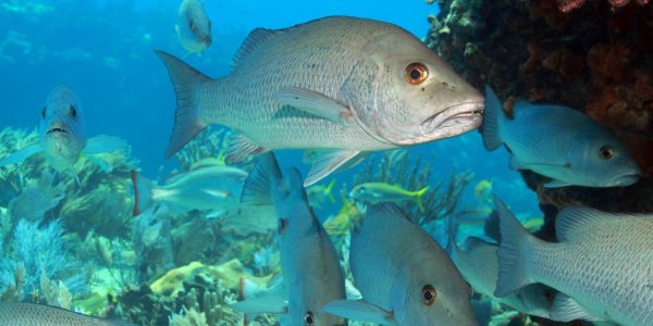 The Voices Of Fish Larvae Recorded