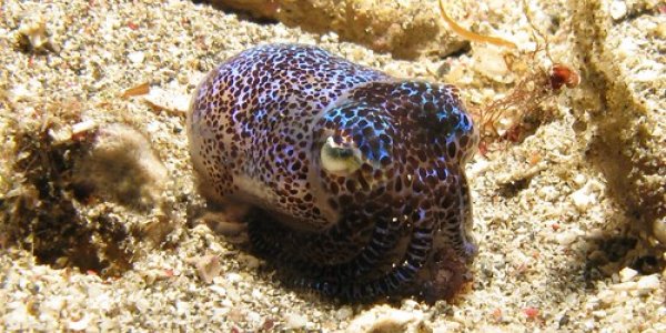 ICAD 2012: Top Ten Cephalopod Stories From The Last Year