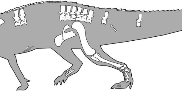 Nundasuchus Songeaensis: The Scary Predator Crocodile That Preceded Dinosaurs