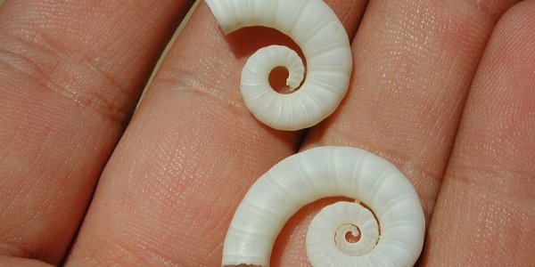 Spirula "Spines," Spread, And Spawnlings