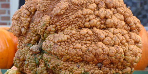 The Ugly Food Movement Is Winning Friends