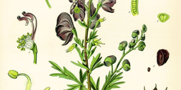 Aconite: Chinese Herbal Medicine Turns Deadly