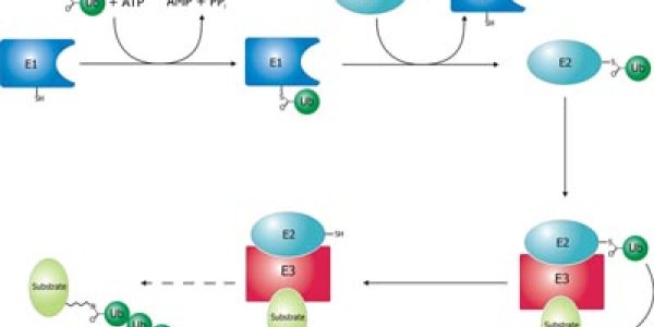 Aging And Angelman Syndrome -- Is There A Link?