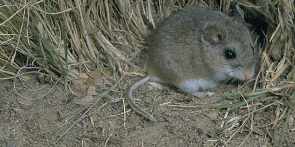 Burrowing by Way of Genes: Mice provide clues to genetics of behavior