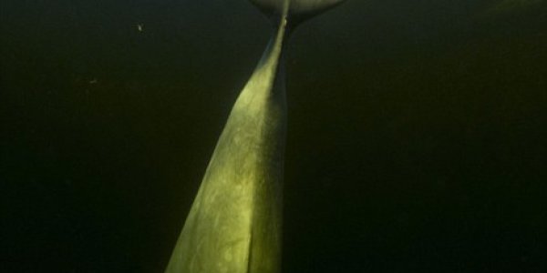 Taming Of The Whales - Sometimes You Have To Get A Little Naked