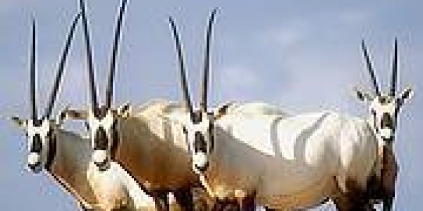Conservation Success Story: The Arabian Oryx