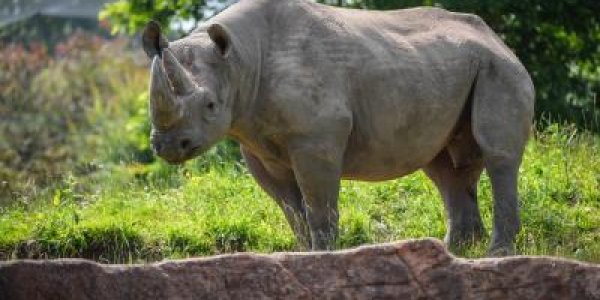 Hormone Analysis Helps Horny Rhinos