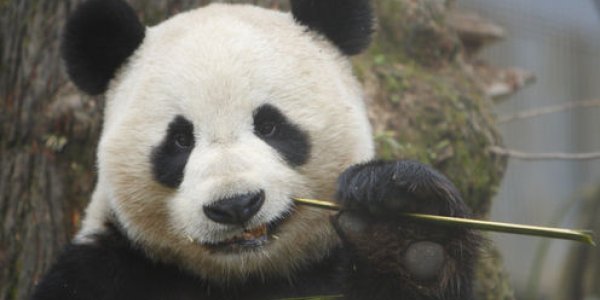 Bamboo Could Turn The World's Construction Trade On Its Head