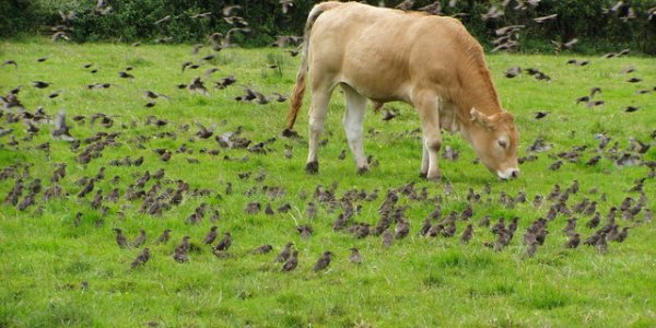 Starlings, Prozac, And Yorkshire
