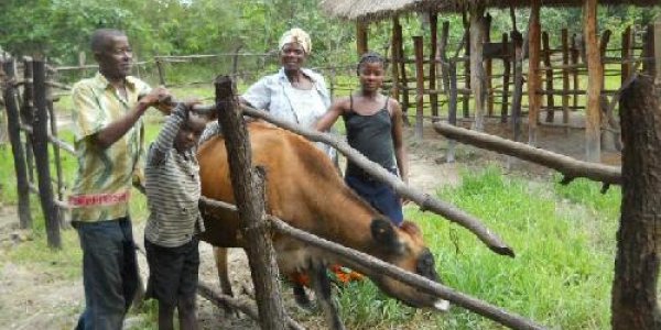 In Africa, Livestock Yields Higher Income, Improved Diet