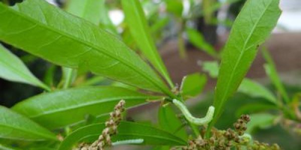 Plant Diversity Implicated In Cankerworm Damage