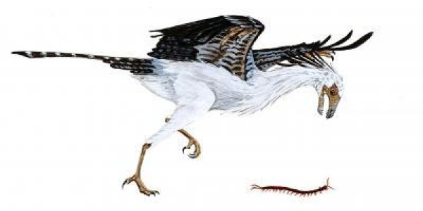 Prehistoric Birds Lacked In Diversity