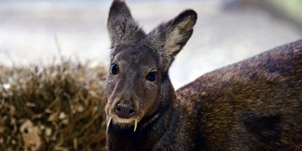 The Vampire Deer Of Afghanistan