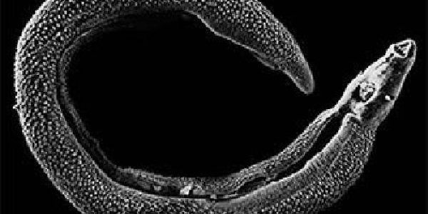 Why Parasite Makes TB Infections Worse