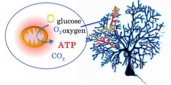 Mapping Mitochondria To Better Understand Neuronal Disorders Like Parkinson's Disease
