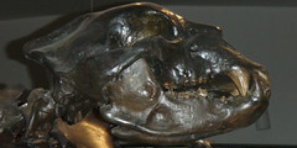 Megafauna: Extinct Giants