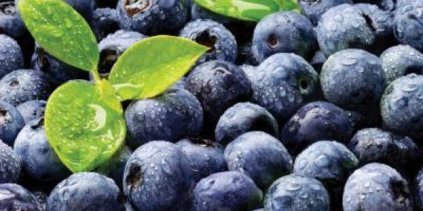 Blueberries Lower Blood Pressure In Post-menopausal Women