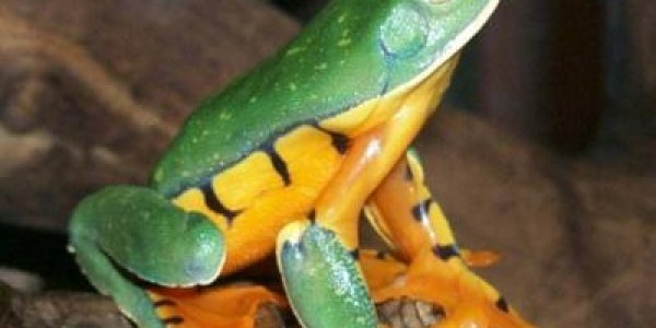 What The Endangered Cruziohyla Calcarifer Frog Can Teach Us About Conservation