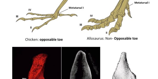 Researchers Recovered A Dinosaur Foot From A Bird