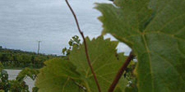 The Plant “Brain”: The Dodder Attacks