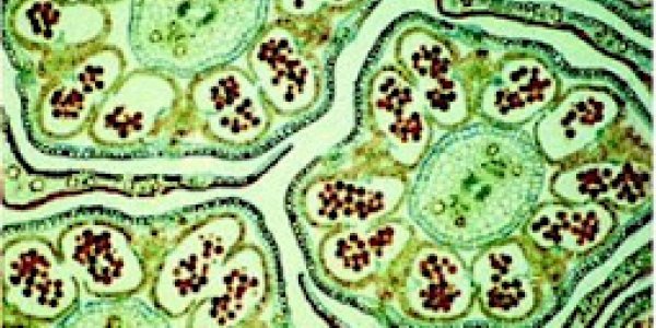 The Origins of the Reductionist Program