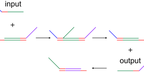 DNA Computer Calculates Square Roots