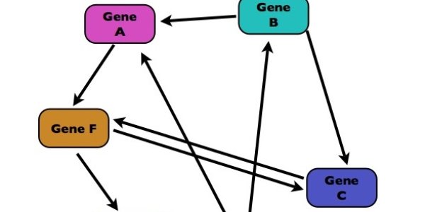 Evolution's Balancing Act