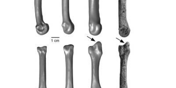Homo Erectus? 1.4 Million-Year-Old Human Hand Bone Found At Kaitio Site In Kenya