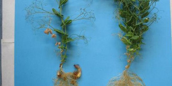 Strigolactones - New Plant Hormone Discovered